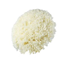 Boina de Lã de Carneiro Branca Face Única 8"